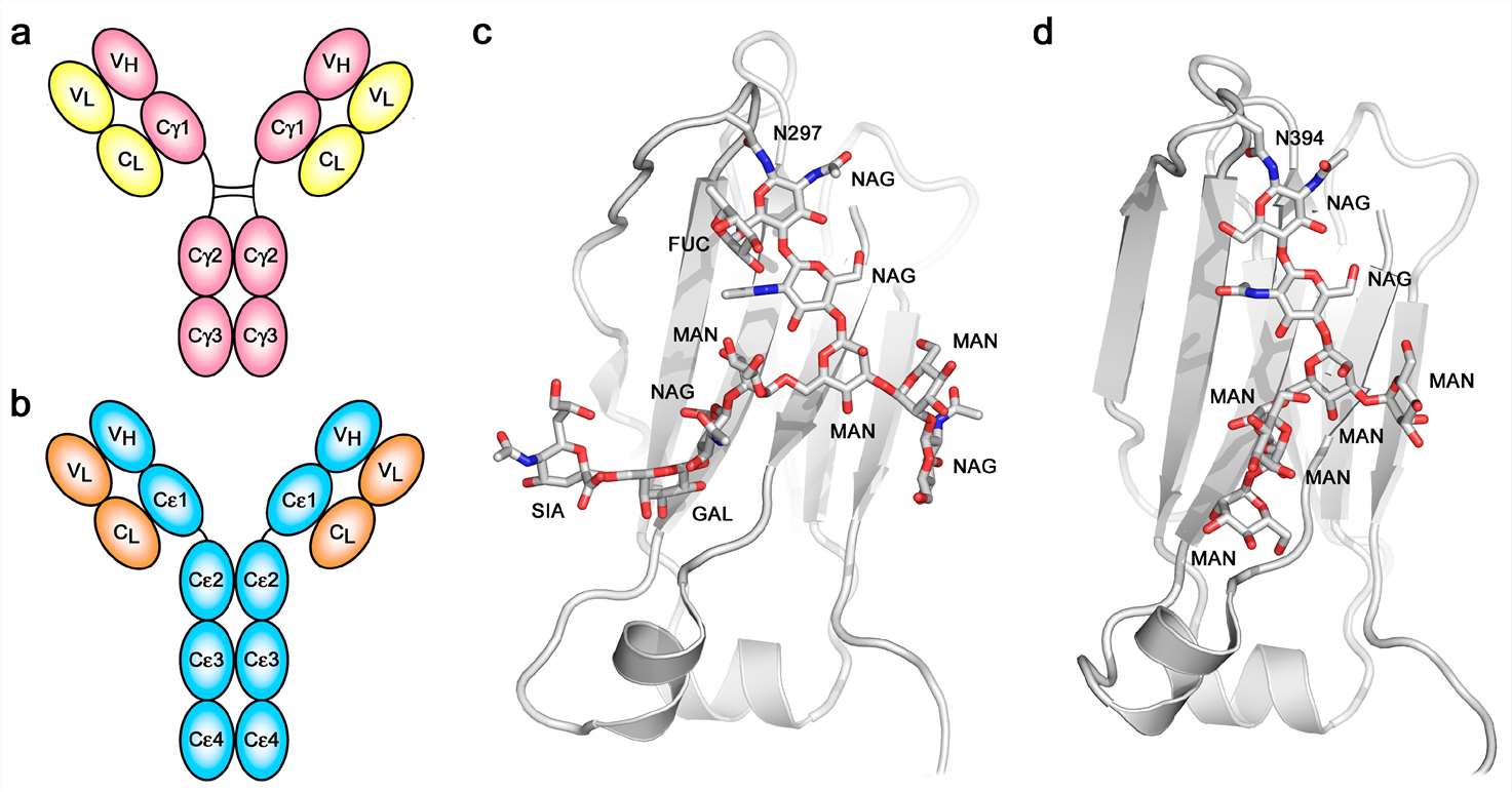 Fig. 1. Overall structure and glycosylation.