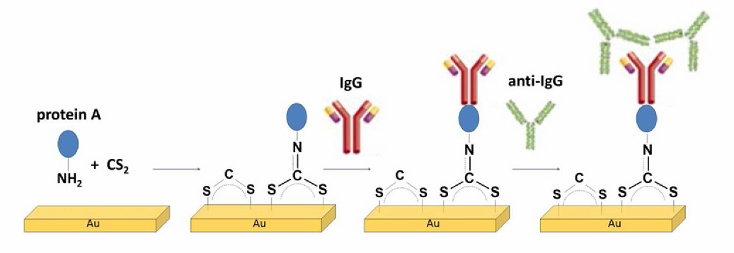Fig. 1. Schematic diagram of IgG immobilization on the gold surface modified with a solution of CS2 and protein A.