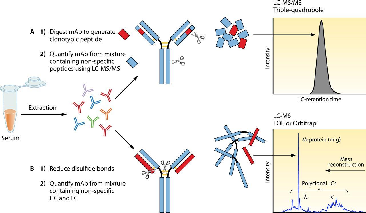 Fig. 1. LC-MS versus LC-MS/MS for quantitation of therapeutic MAbs.