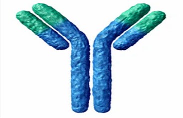 Antibody Full Amino Acid Sequencing