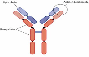 Antibody Light and Heavy Chain Variable Region Sequencing