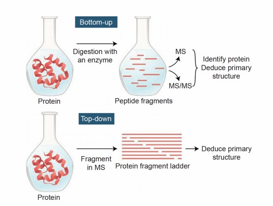 Fig. 1. Protein sequencing based on the mass spectrometry.