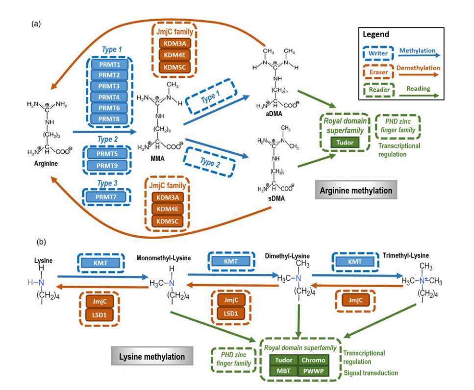 Fig. 1. The primary types and mechanisms of protein methylation.