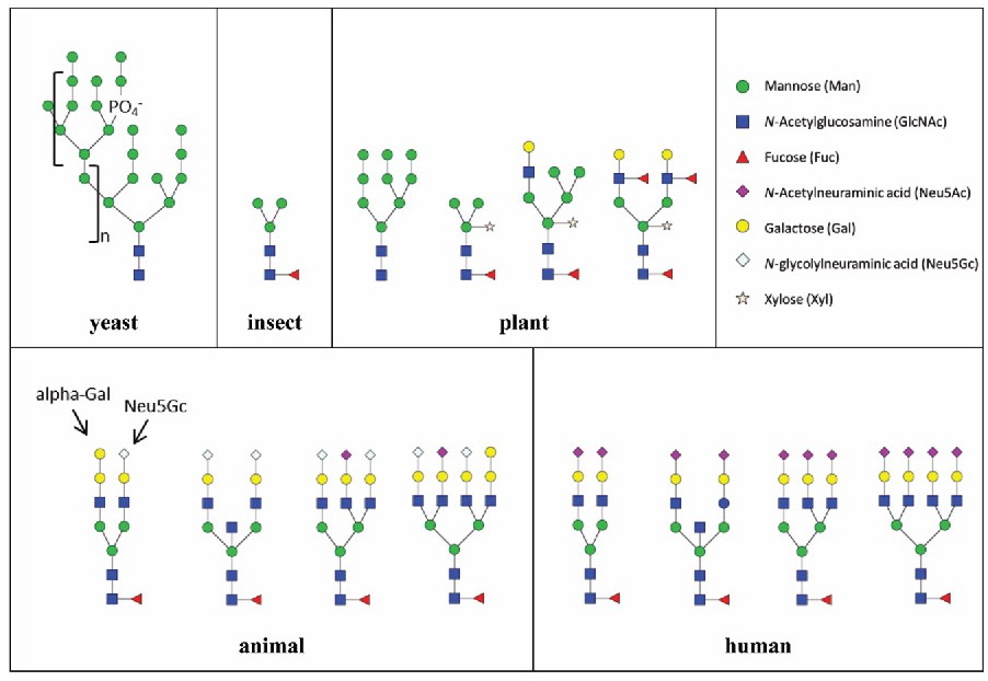 Fig. 1. Examples of N-glycans found in the commonly used expression systems.