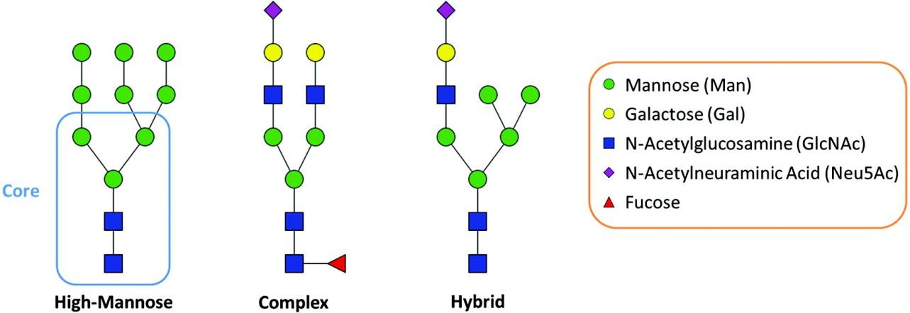 Fig. 1. The three general types of N-glycans.