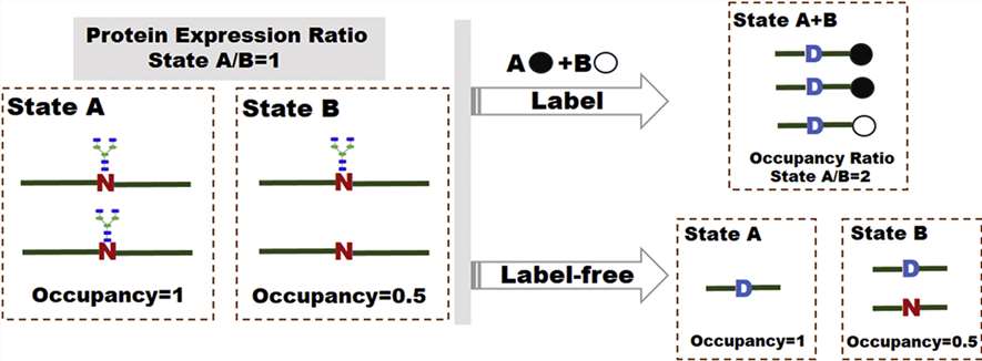 Figure 1. MS-based labeling and label-free technologies for quantification of N-glycosylation site occupancy.