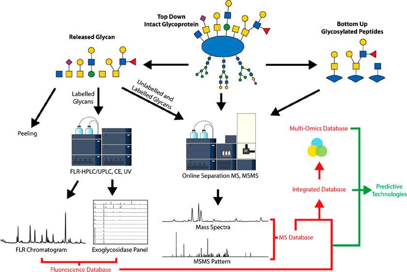 Fig. 1. Current Methods for the Characterization of O-Glycans.