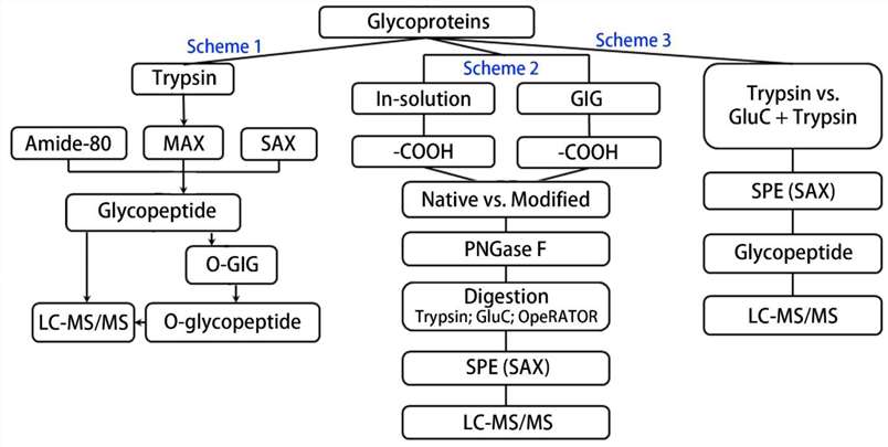 Fig. 1. Schematic flowchart of sample processing for site-specific O-glycosylation analysis.