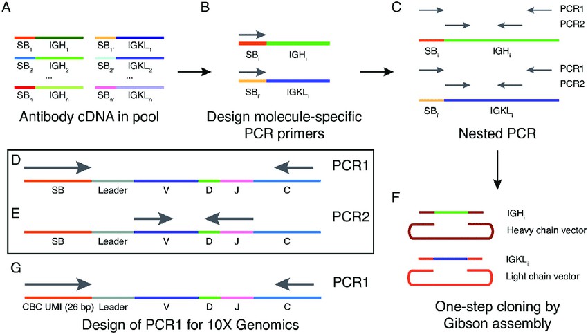 Fig. 1. Schematic of workflow for Selective PCR for Antibody Retrieval (SPAR).