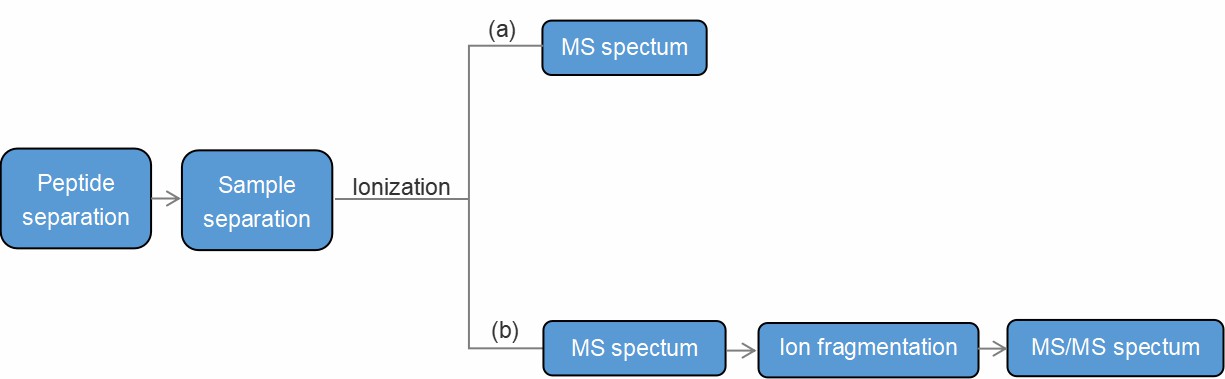Fig. 2. Workflow of our peptide mass spectrometry identification service: (a) MS experiment workflow; (b) MS/MS experiment workflow.
