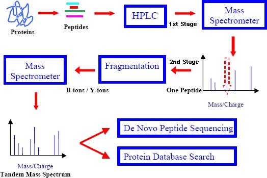 Fig. 1. Pipeline involved in Peptide Sequencing using Tandem Mass Spectrometry.