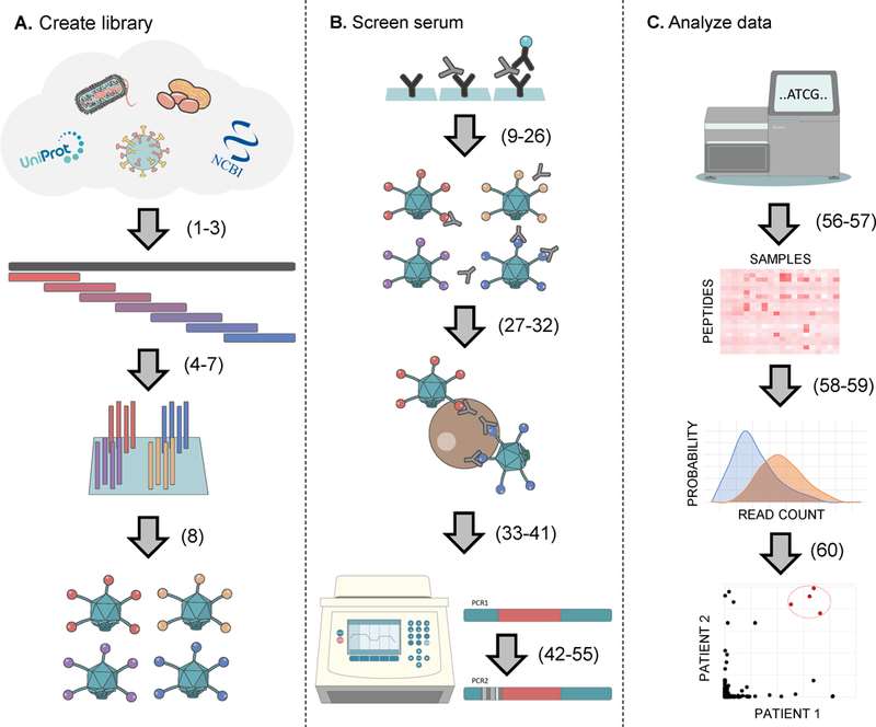 Overview of the PhIP-seq methodology