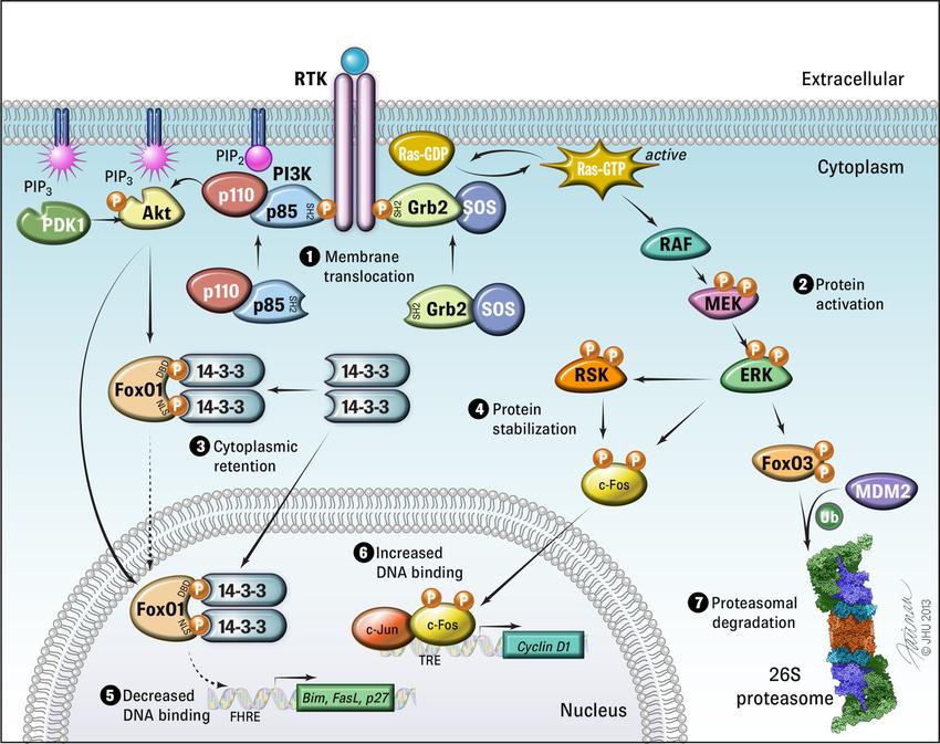 Fig. 1. Functional significance of protein phosphorylation.