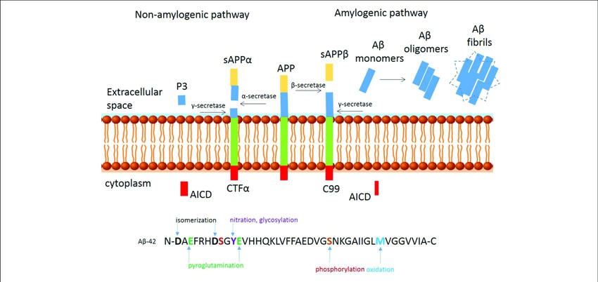 Fig. 1. Proteolytic processing of amyloid precursor protein.