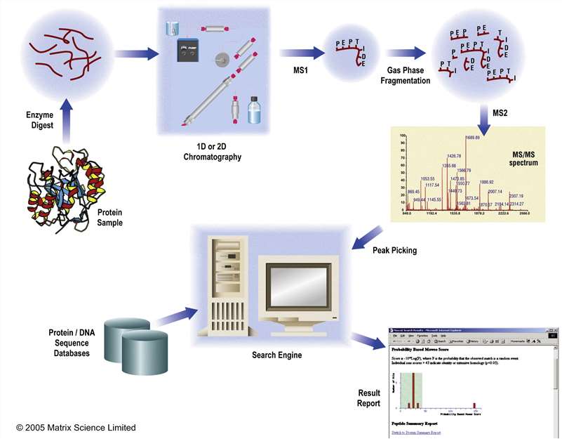Fig. 1. A typical experimental workflow for protein identification and characterisation using MS/MS data.