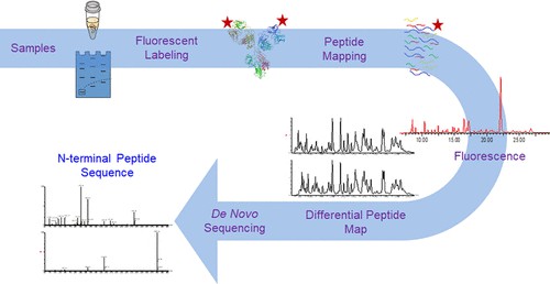 Fig. 1. Identification and sequencing of N-terminal peptides in proteins by LC-fluorescence-MS/MS