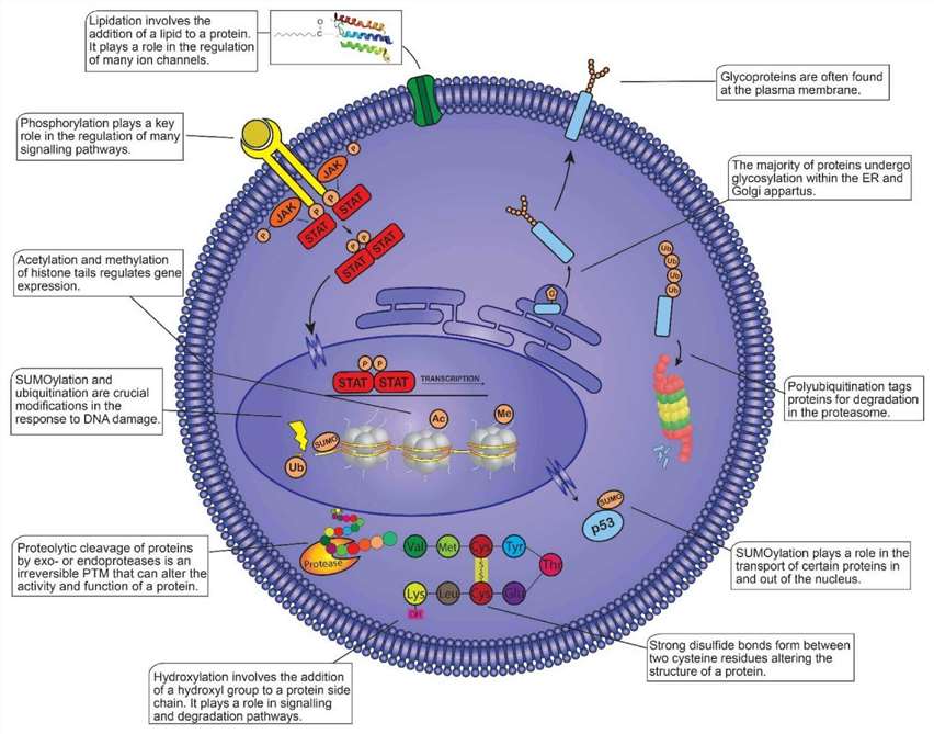 Fig. 1. Post-translational modifications (PTMs) within the mammalian cell.