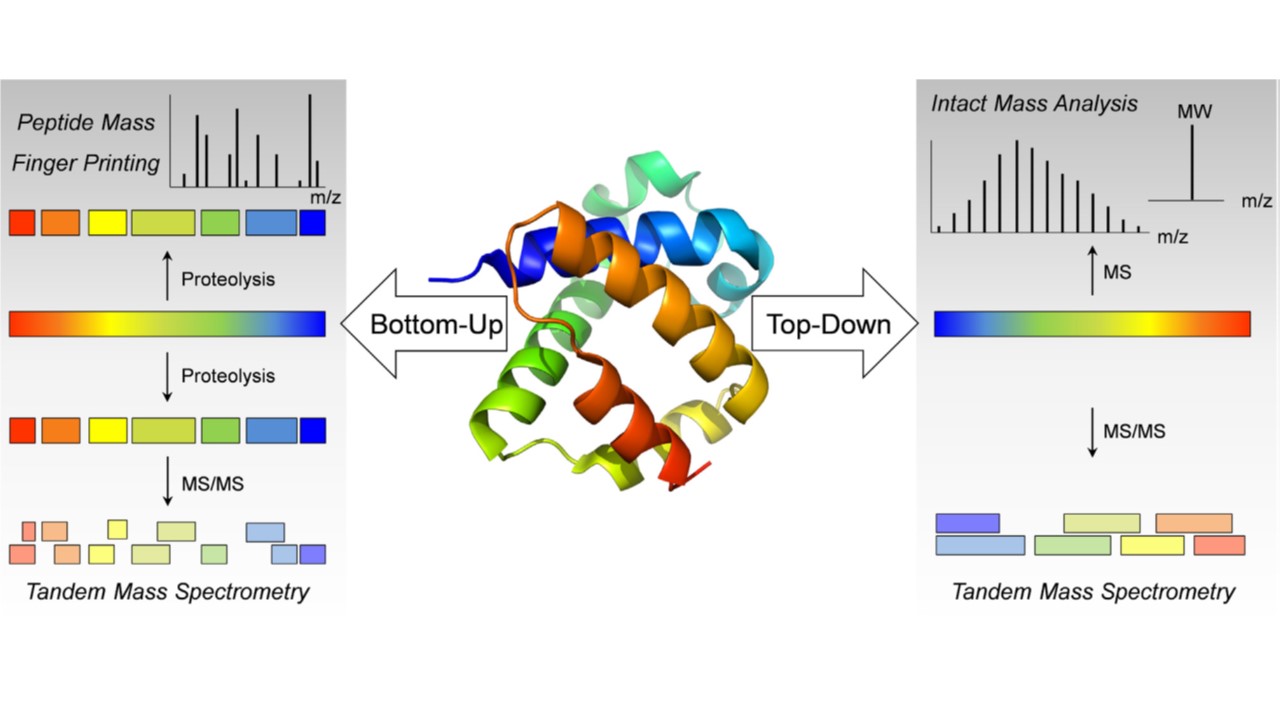 Fig. 1. Bottom-up and top-down analysis for the structural characterization of peptides and protein pharmaceuticals by mass spectrometry.