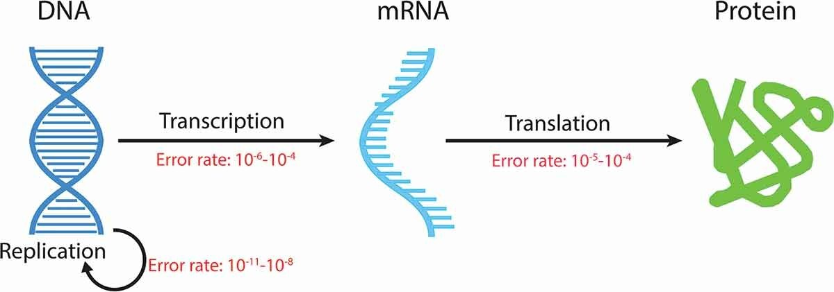 Fig. 1. Elucidation of the central dogma and typical error rate in each step.