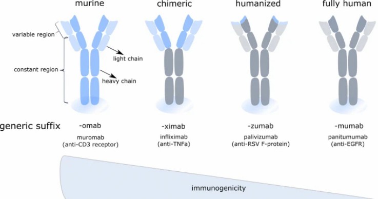 Fig.1. Overview of monoclonal antibody variants used in therapy.