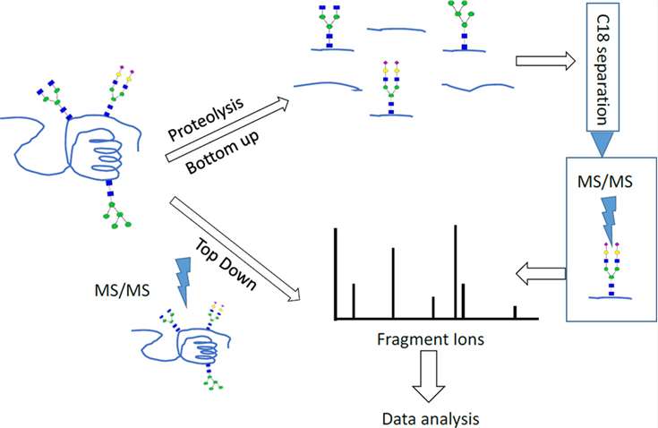 Fig. 1. The glycoprotein and glycopeptide analysis procedure.