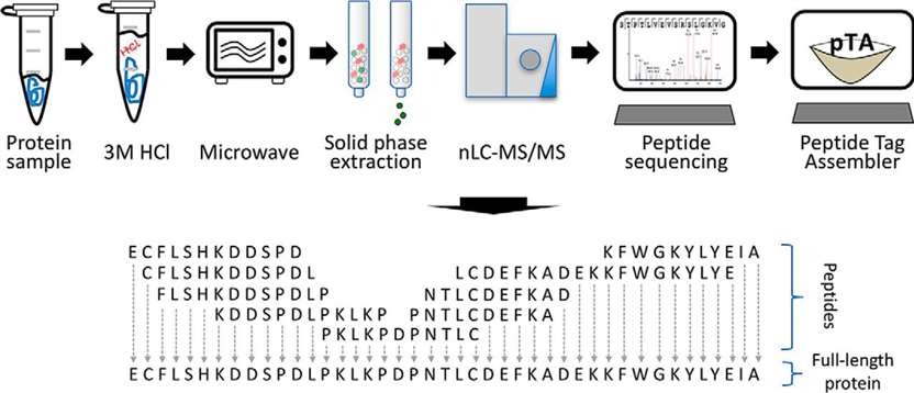 Fig. 1. Description of database-independent protein sequencing(DiPS).