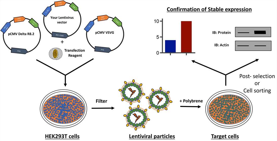 Fig. 1. Schematic representation of generation of stable cell lines using lentivirus.