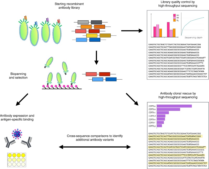 How to Choose the Right Antibody Sequencing Service