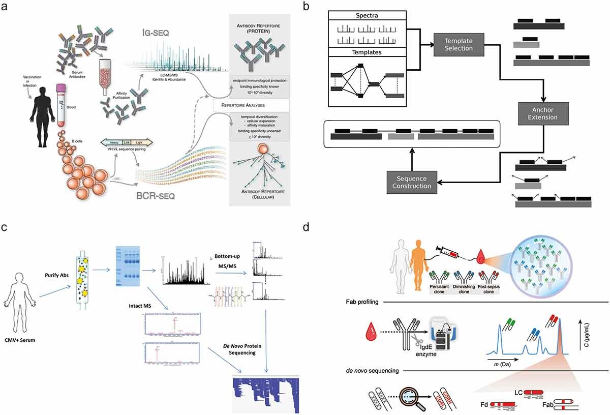 Selected recent approaches aiming toward MS-based de novo sequencing of serum antibodies