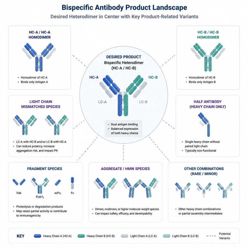 Analytical workflow for bispecific antibody heterodimer purity confirmation using SEC, CE-SDS, CEX-HIC, intact LC-MS, subunit LC-MS, and peptide mapping