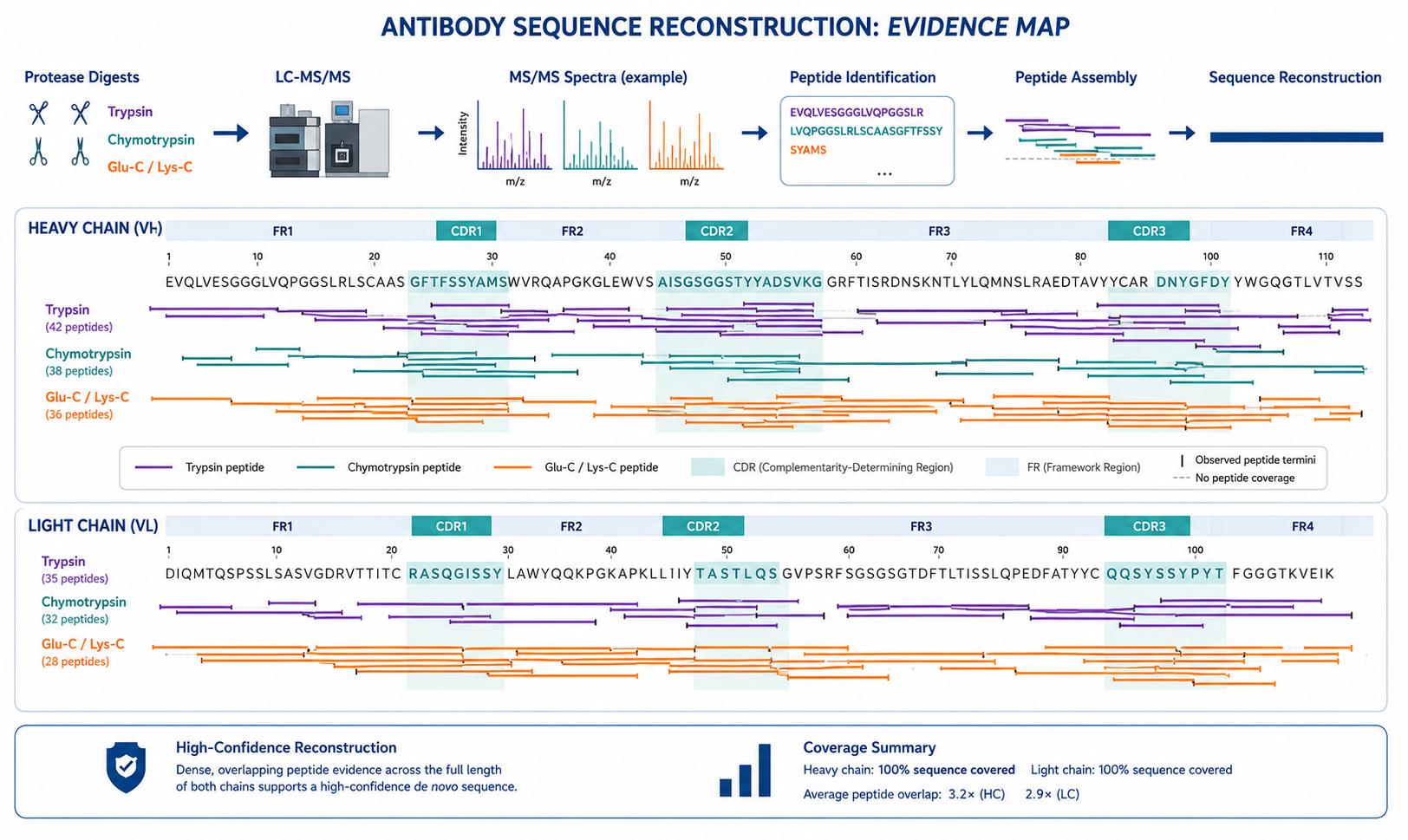 Overlapping peptides from multiple protease digests supporting antibody heavy and light chain reconstruction
