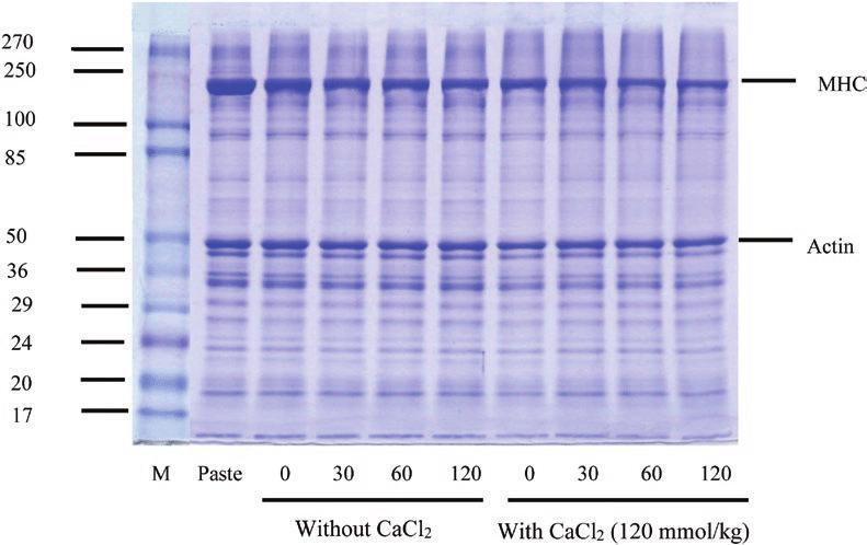 Essential Techniques for Precise Protein Separation in Sequencing