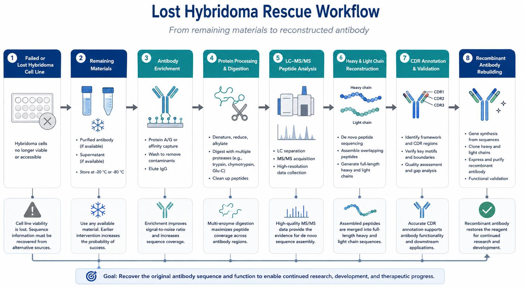 Workflow from lost hybridoma and remaining antibody protein to LC-MS/MS sequence recovery and recombinant antibody rebuilding