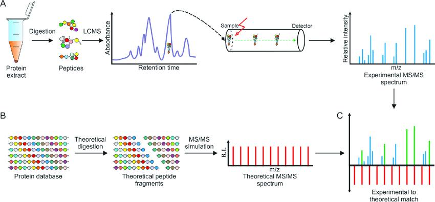 Peptide identification in mass-spectrometry shotgun approach