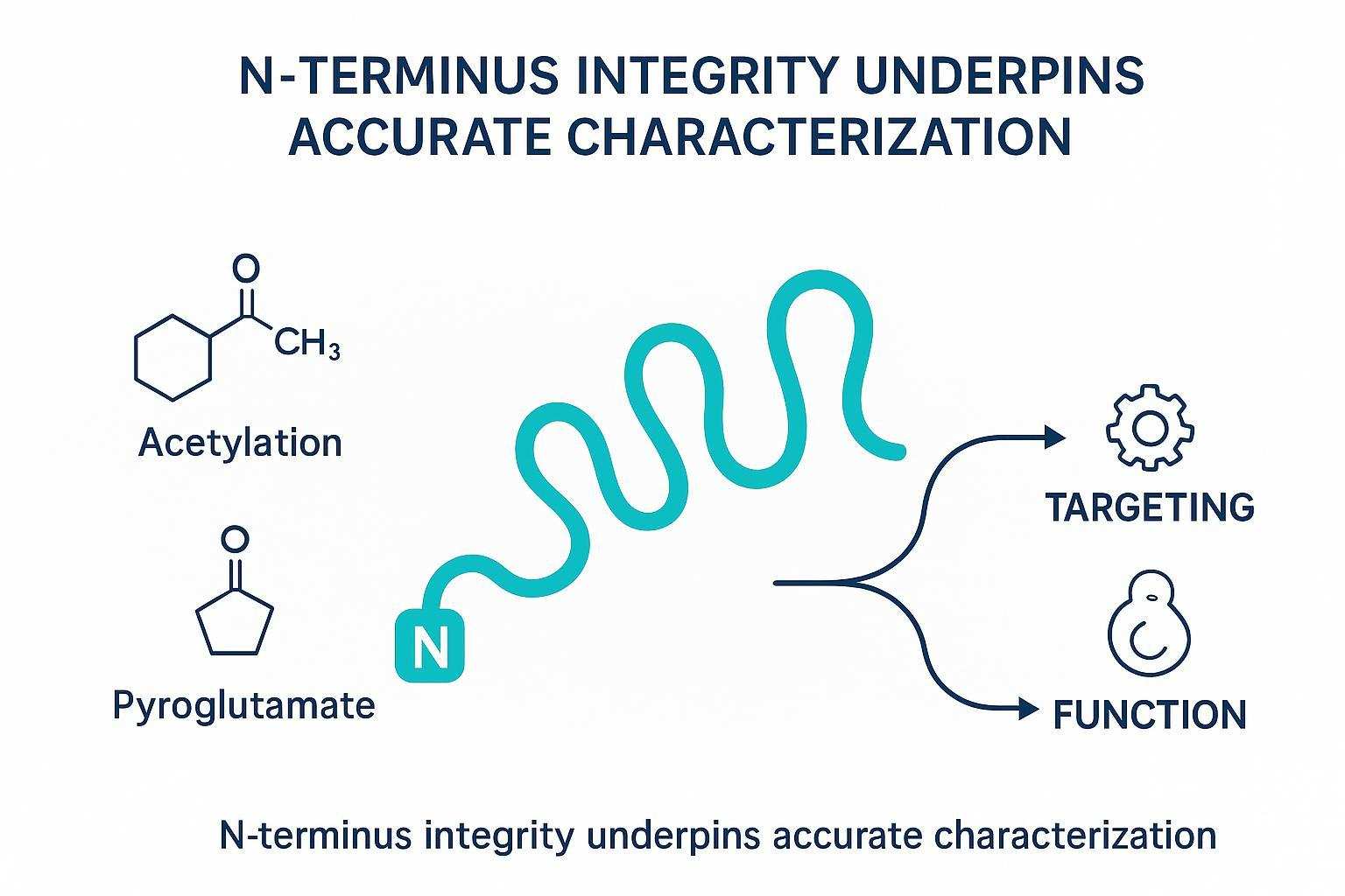 Infographic explaining the biological significance of the protein N-terminus and its common modifications.
