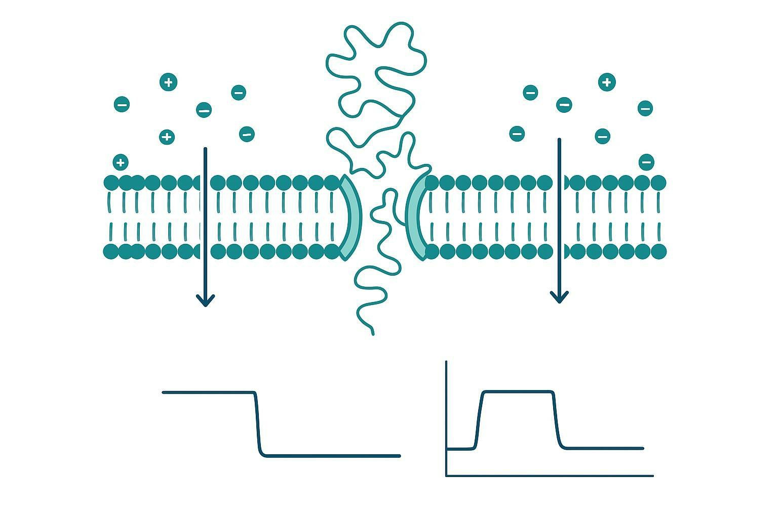 Conceptual schematic of protein nanopore sequencing: a peptide interacts with a nanopore and produces a changing ionic current trace