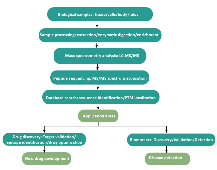 The Core Role and Process of Peptide Sequencing in Biomedical Research