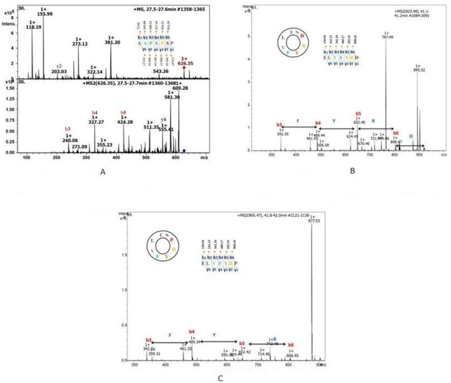Denovo sequencing of (A) linear peptide SA626 and (B) cyclic peptides SA 923.4 and (C) SA 905.4