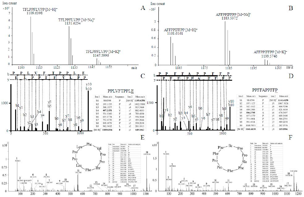 LC–HRMS and the amino acid composition of the cyclized core peptide sequences of TFLPPLFVPP and AFFPPFFIPP in Amanita subjunquillea.