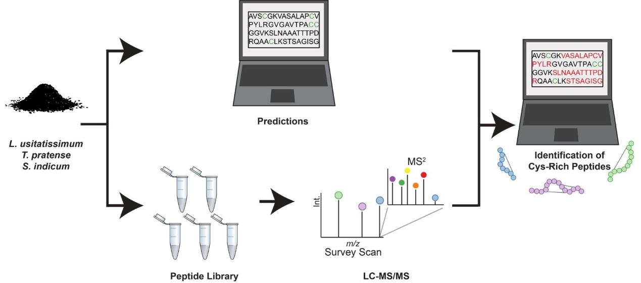 Flowchart of plant Cys-enriched peptide analysis
