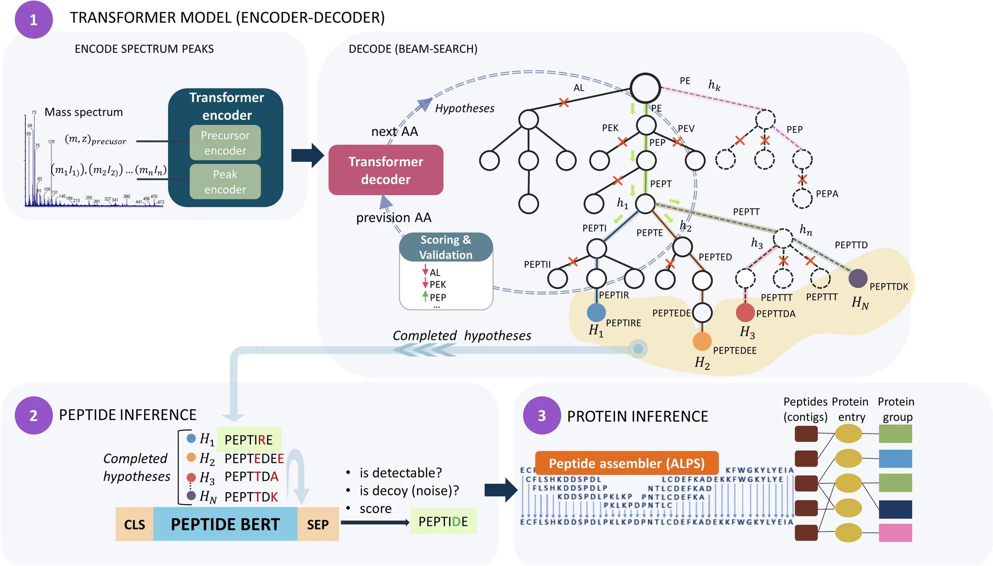 Peptide Sequencing Workflow Design: Optimizing Sample Prep, LC-MS/MS, and Bioinformatics