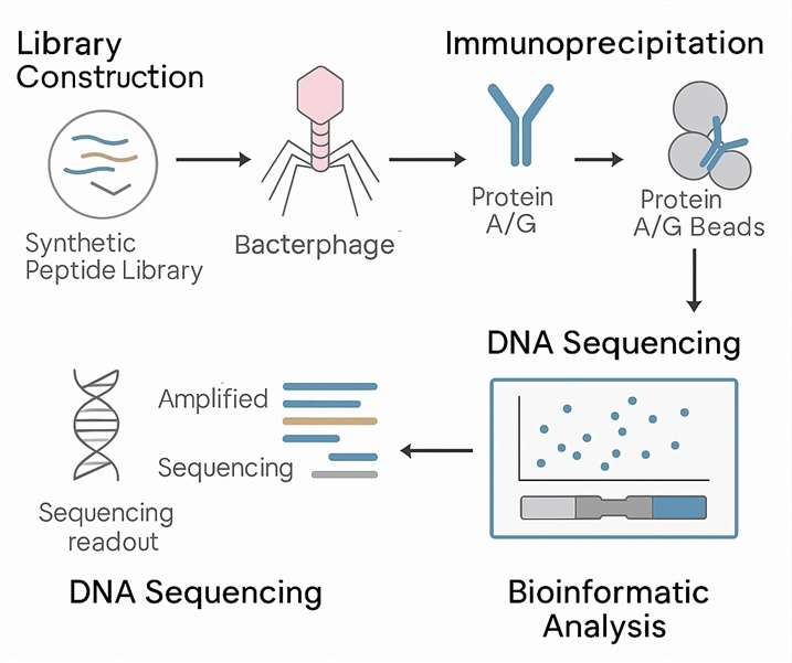 PHIP-Seq vs Traditional Antibody Profiling: Which One Fits Your Project?