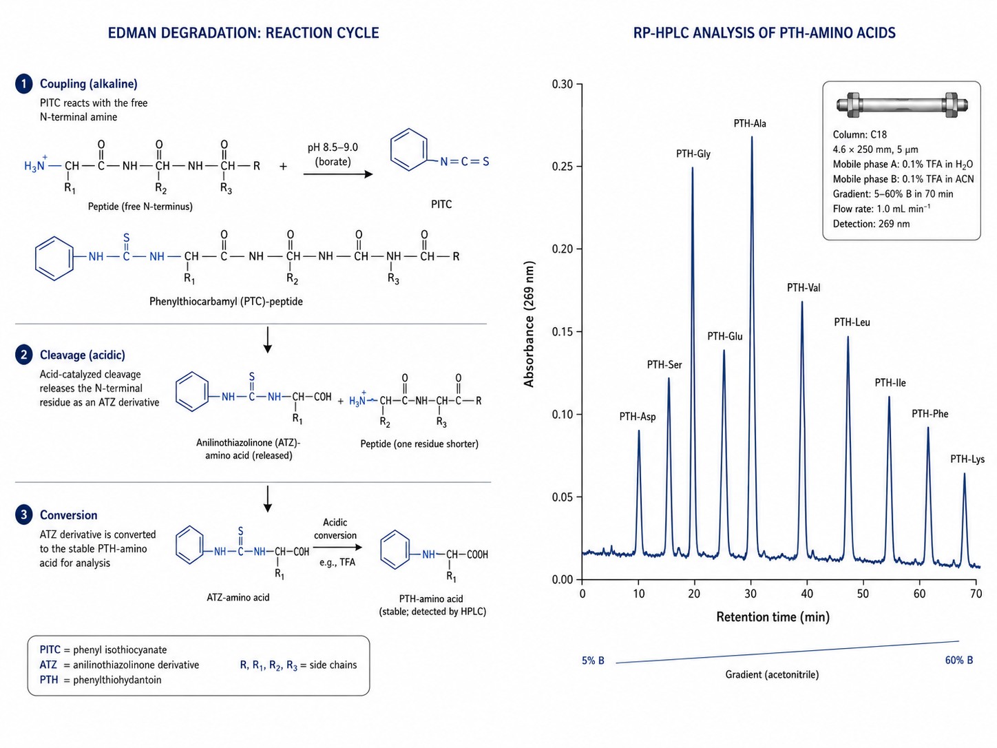 Scientific illustration of the Edman degradation reaction cycle — PITC coupling to N-terminal amine, acid-catalyzed cleavage of PTH-amino acid derivative, and HPLC chromatogram identifying the released residue.