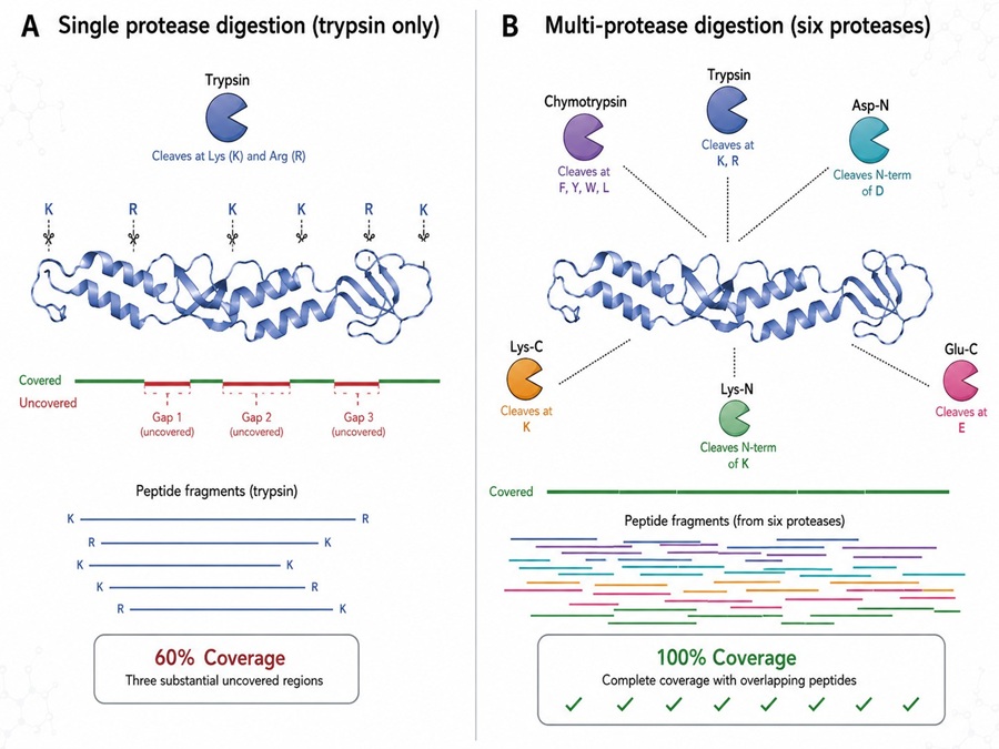 Scientific illustration comparing standard trypsin digestion (60% coverage) versus multi-protease continuous digestion (100% coverage) for full-length protein sequence verification.