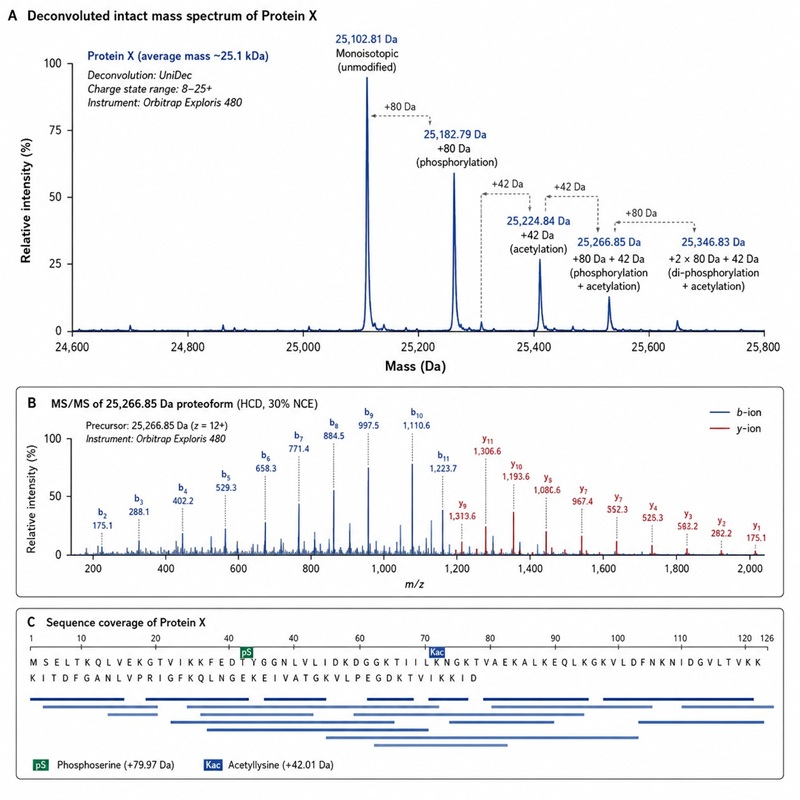 Example top-down mass spectrometry report showing deconvoluted intact protein mass spectrum, proteoform distribution, and MS/MS fragment ion assignment for a characterized protein.