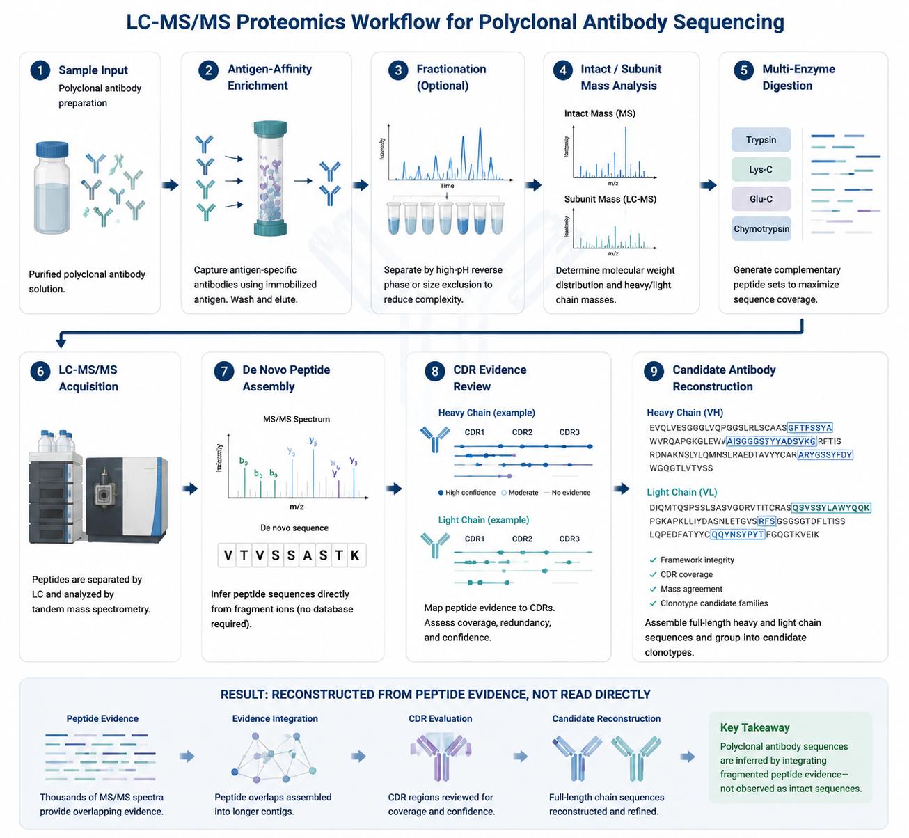 Polyclonal Antibody Sequencing: LC-MS/MS Workflows, Accuracy, and Proteomics vs NGS