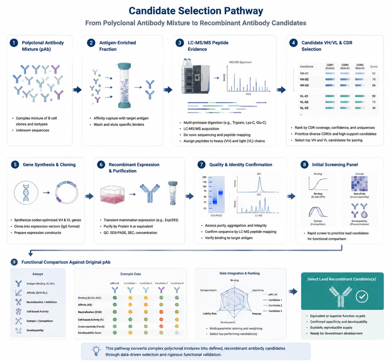 Candidate selection path from polyclonal antibody mixture to recombinant antibody expression and validation