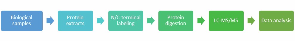 Process of protein N/C-termini identification based on LC/MS-MS