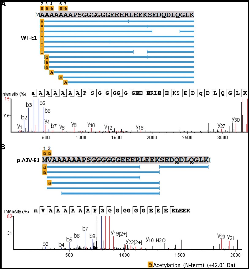 Mass spectrometry sequencing of the N-terminal of the MeCP2 protein (in vitro).
