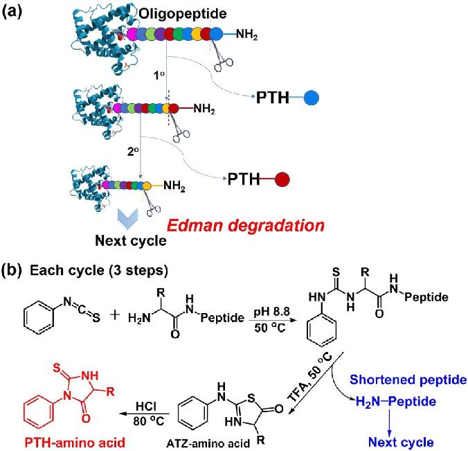 Protein Sequencing: Decoding Amino Acid Arrangements in Biology and Medicine